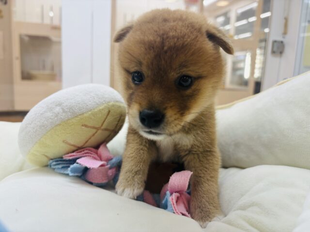 柴犬