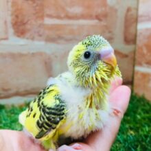 黄色のからだに黒模様⚡⚡⚡　セキセイインコ（ハルクイン）
