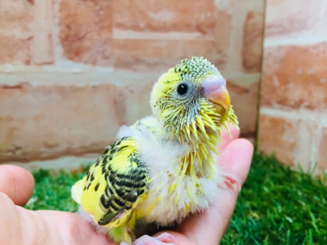 黄色のからだに黒模様⚡⚡⚡　セキセイインコ（ハルクイン）