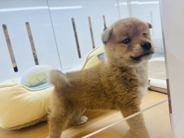 柴犬