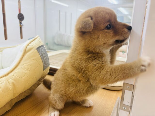 柴犬