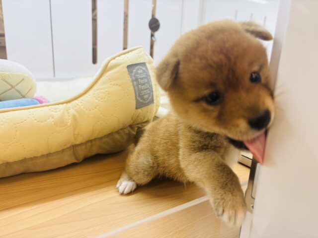 柴犬