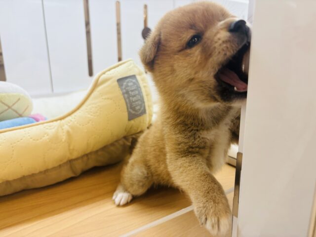 柴犬