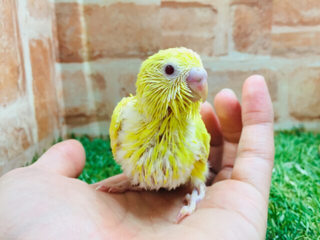 セキセイインコ