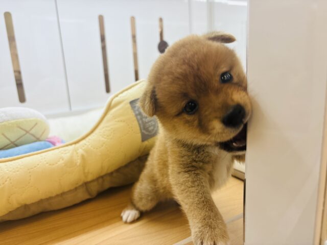 柴犬