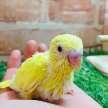 ルチノーカラーのセキセイちゃんがやって来ましたよ～🐤🐤　セキセイインコ
