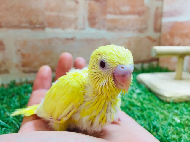 ルチノーカラーのセキセイちゃんがやって来ましたよ～🐤🐤　セキセイインコ