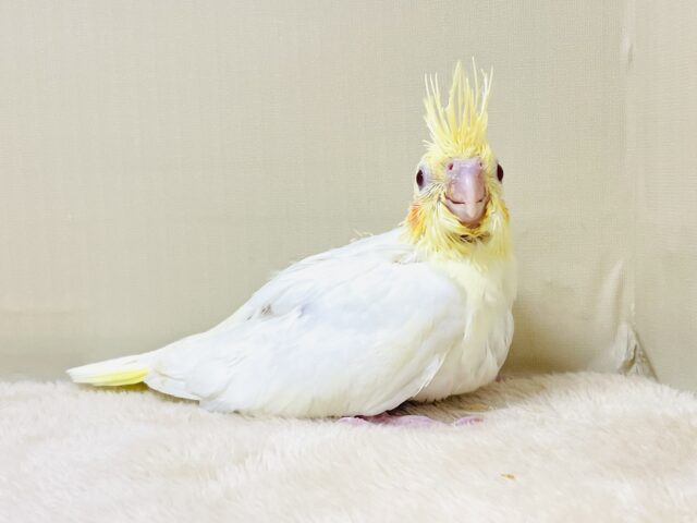 オカメインコ