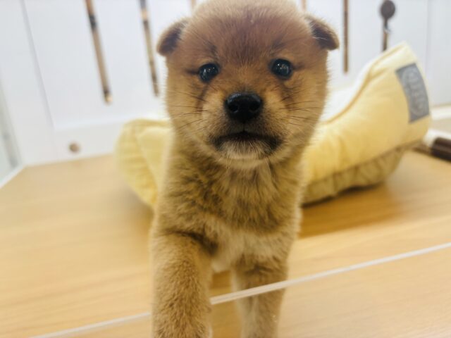 柴犬