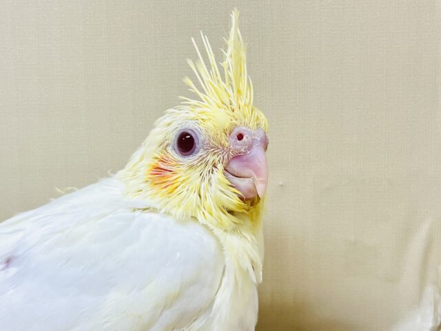 オカメインコ