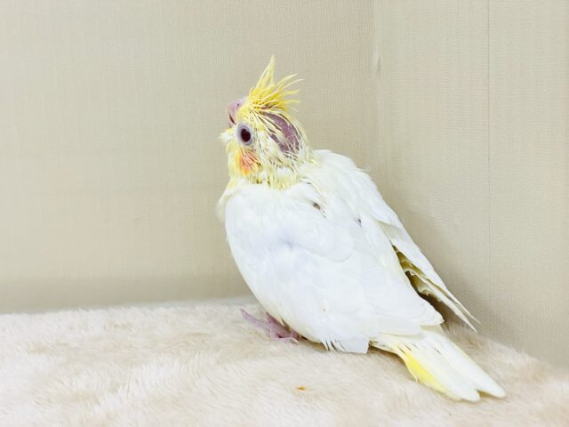 オカメインコ