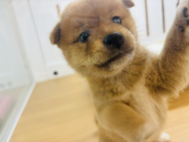 柴犬