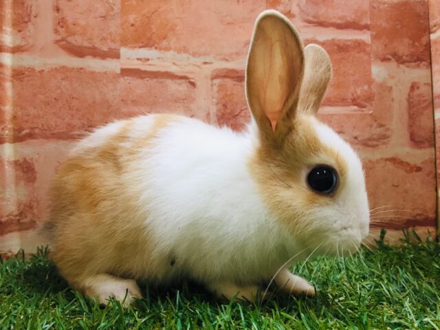ミニウサギ