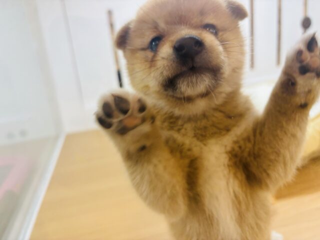 柴犬