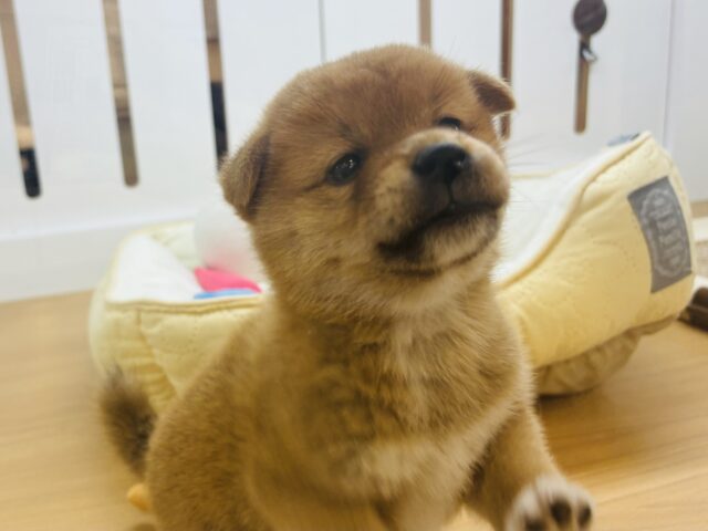 柴犬