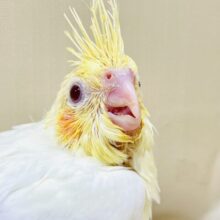 みんな大好き！黄色いオカメちゃん💛オカメインコ（ルチノー）ヒナ