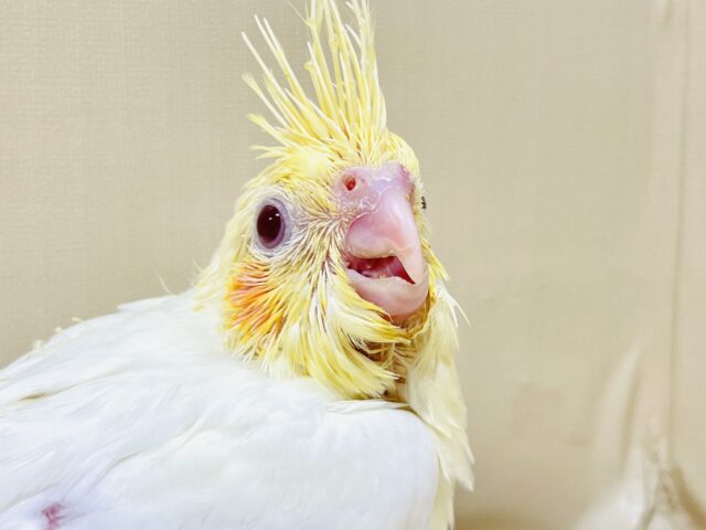 みんな大好き！黄色いオカメちゃん💛オカメインコ（ルチノー）ヒナ