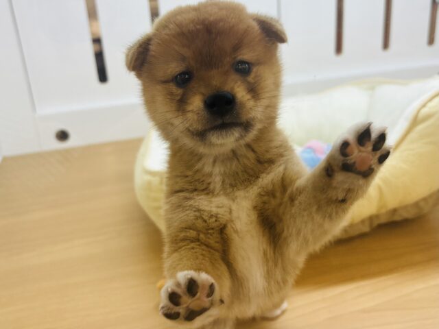 柴犬