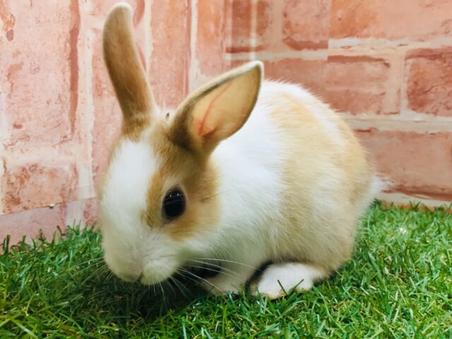 ミニウサギ