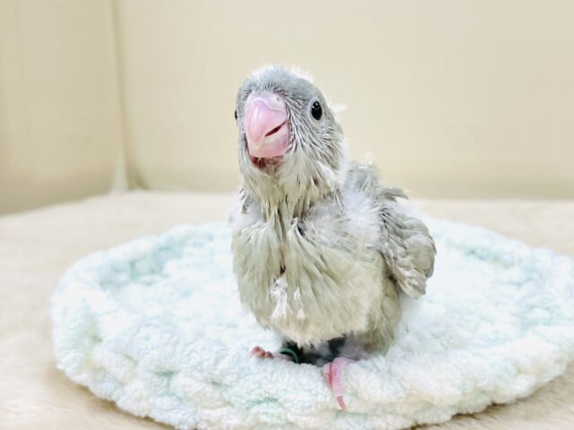 サザナミインコ