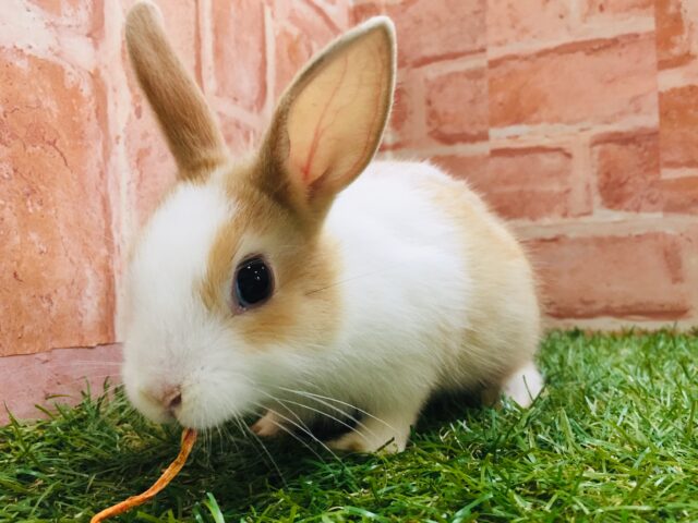 ミニウサギ