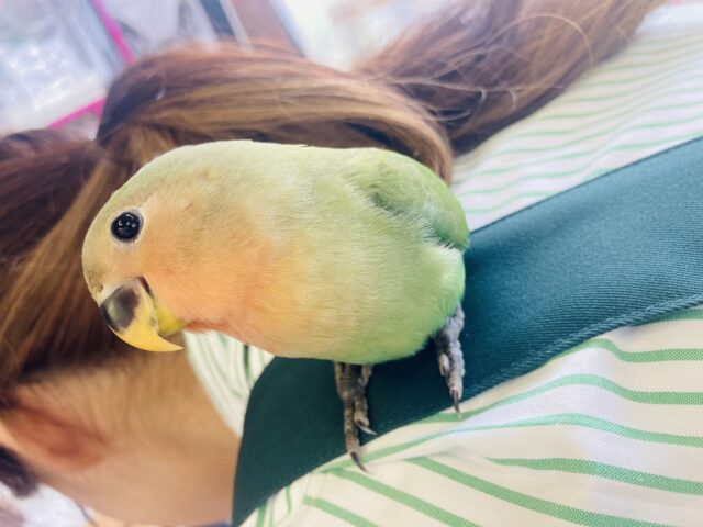 コザクラインコ（小桜インコ）