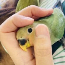 最新画像＆動画更新🆙チュ–リップみたいなお花が咲くよ🌷❤︎かわいい手乗りコザクラインコちゃん(ノーマル)❤️💚