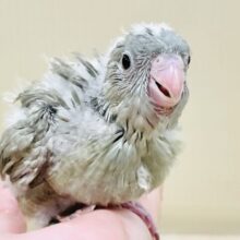 ぴーぽぽ！元気いっぱい！元気すぎるサザナミインコちゃん（モーブスパングル）ヒナ