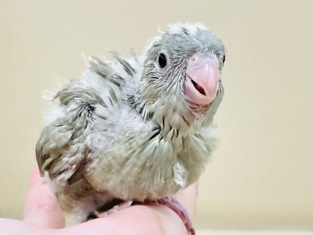 ぴーぽぽ！元気いっぱい！元気すぎるサザナミインコちゃん（モーブスパングル）ヒナ
