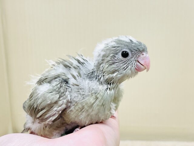 サザナミインコ