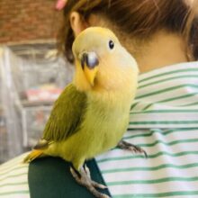 最新画像＆動画更新🆙夕暮れ畦道..🐾🌅かわいい手乗りコザクラインコちゃん(オレンジフェイスオパーリン)🎐