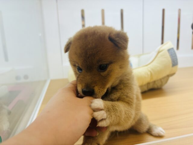柴犬