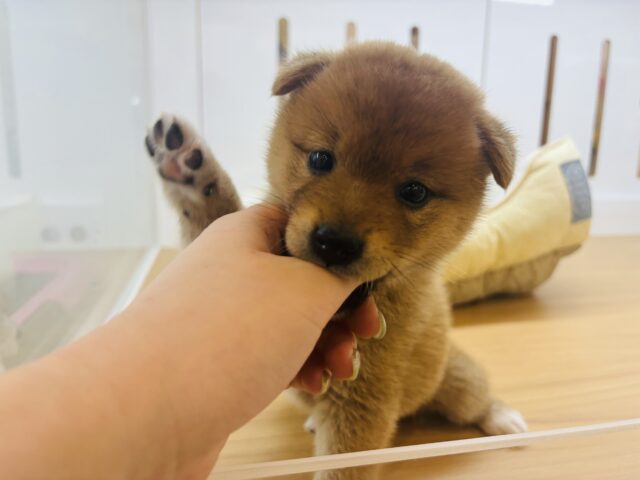 柴犬