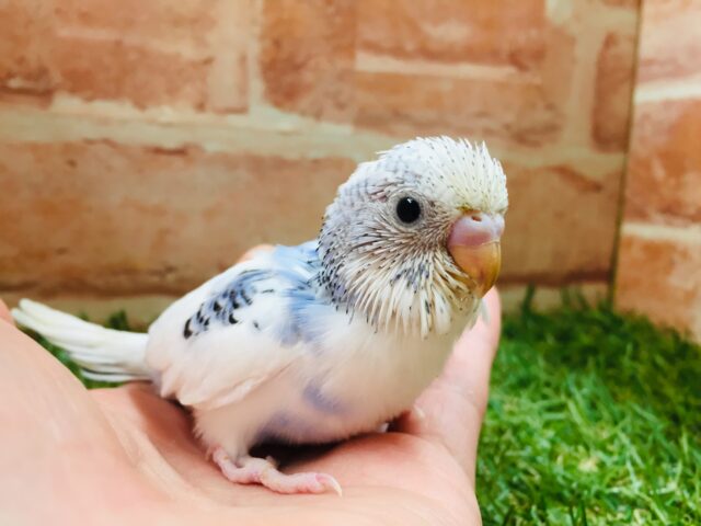 青空カラーのセキセイちゃん💙💙💙　セキセイインコ（パイド）