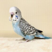 あふれ出る存在感！！🩵ジャンボセキセイインコ（ヒナ）