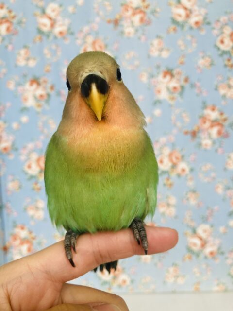 コザクラインコ（小桜インコ）