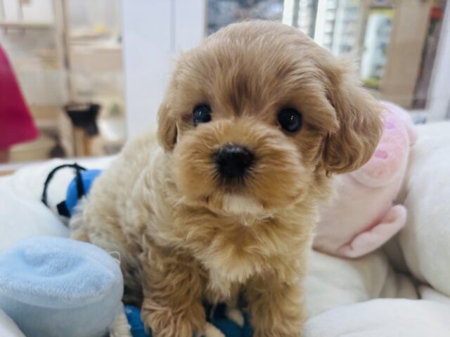 マルプー