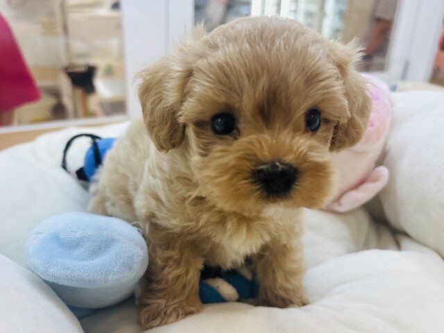 マルプー