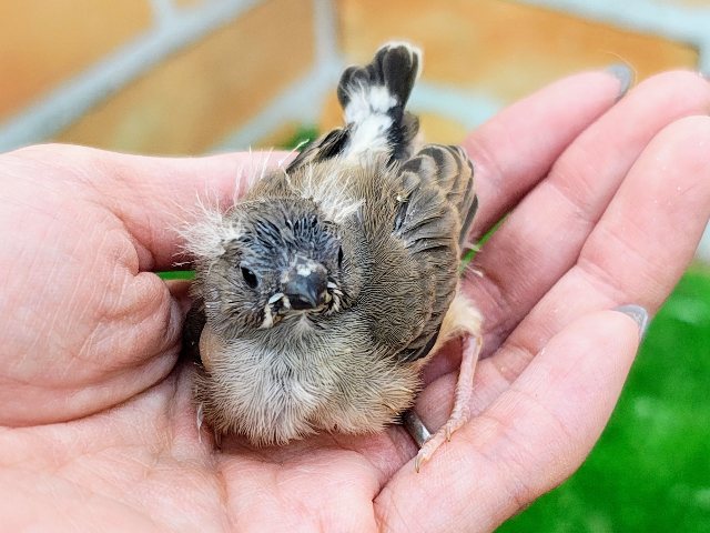 錦花鳥（キンカチョウ）