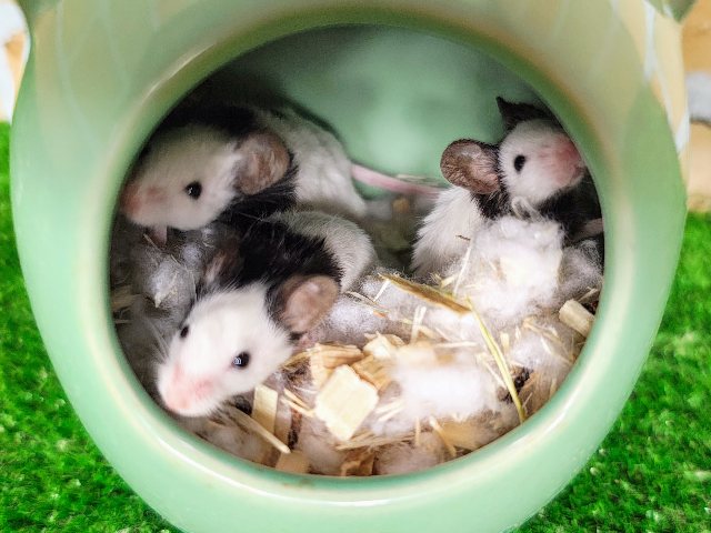 パンダマウス
