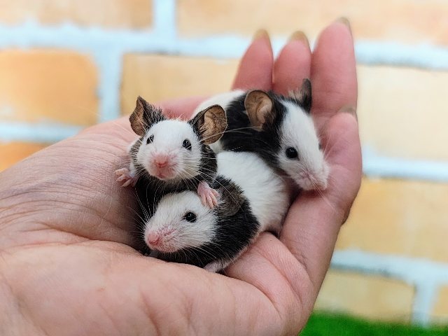 パンダマウス