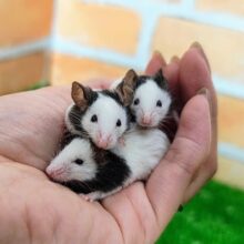 1度飼ったらヌマる！！🐼パンダマウスの女の子入荷しました❤️
