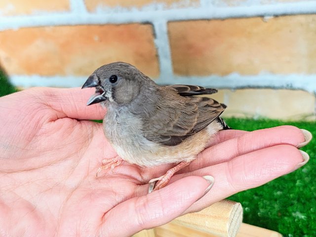 錦花鳥（キンカチョウ）