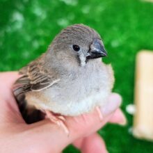 カキカキ、ふわわぁーん☁キンカチョウのヒナ入荷しました❤️