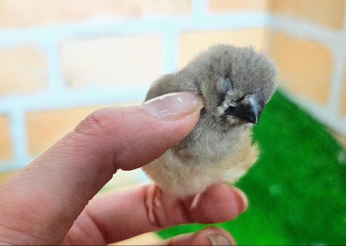 錦花鳥（キンカチョウ）