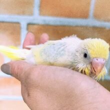 黄色多めで可愛らしいカラー🌈セキセイインコのヒナ(パスでレインボーパイド)入荷しました❤️