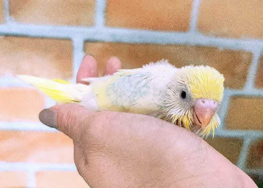 黄色多めで可愛らしいカラー🌈セキセイインコのヒナ(パスでレインボーパイド)入荷しました❤️