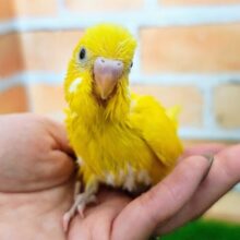 おっとり系？？🍀セキセイインコのヒナ(黄、ダブルファクター)