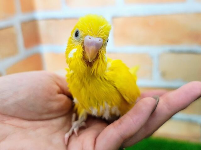 おっとり系？？🍀セキセイインコのヒナ(黄、ダブルファクター)