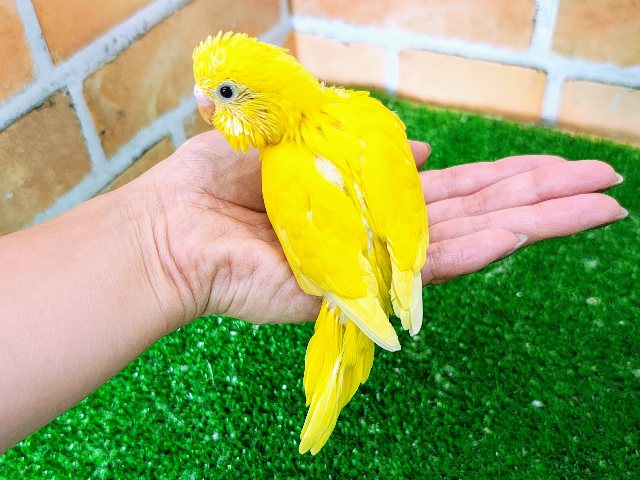 セキセイインコ